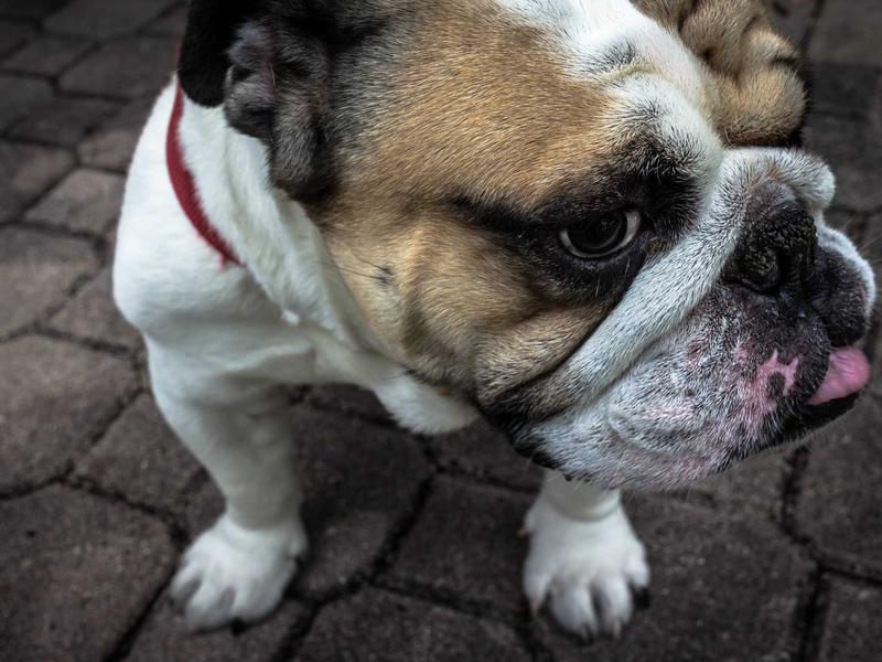 Veritatis possimus quis fuga quo.